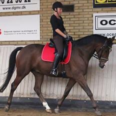 Sportsaraber (A) Shahs Poseidon Dihantho