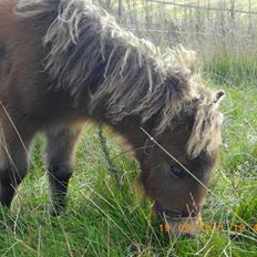 Shetlænder Prins nougat mus