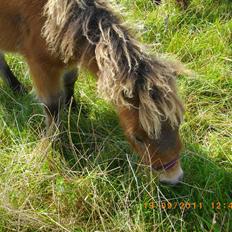 Shetlænder Prins nougat mus