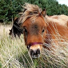 Shetlænder Prins nougat mus