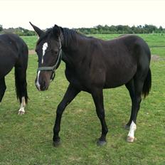 Dansk Varmblod Prinz Unique