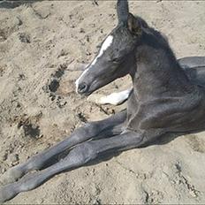 Dansk Varmblod Prinz Unique