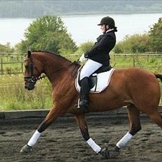 Hollandsk Varmblod Zaziezazou " Zazu" <3 [Tidl. hest] ;(