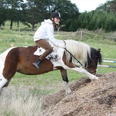 Irish Cob Dancer
