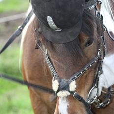 Irish Cob Dancer