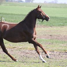 DSP Maj I af Lergraven