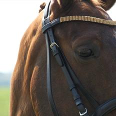 DSP Maj I af Lergraven