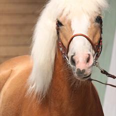Tyroler Haflinger Sylgiva