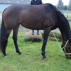 Anden særlig race Tatianna