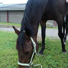 Anden særlig race Tatianna