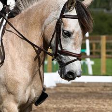 Anden særlig race Remember Me (Solgt)