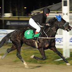 Traver Nina Corleone(Solgt)