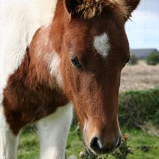 Anden særlig race Aladin