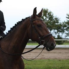 Dansk Varmblod Las-Vegas-EM