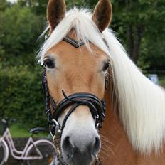 Haflinger Nordan`s Aurora *EM GULD*