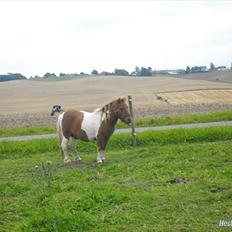 Anden særlig race krølle