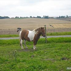 Anden særlig race krølle