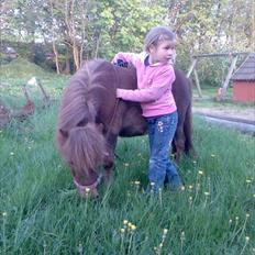 Shetlænder Tilde SOGLT