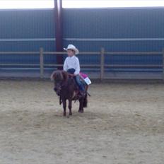 Shetlænder Tilde SOGLT