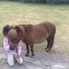 Shetlænder Tilde SOGLT