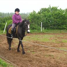 Anden særlig race Pondus