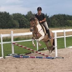 Anden særlig race Amigo