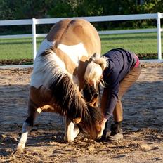 Anden særlig race Amigo