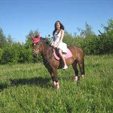 Hollandsk Sportspony Nørremarks Katinka