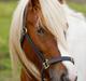 Irish Cob Lady O´Shye Light (Blondie)(Himmelhest)