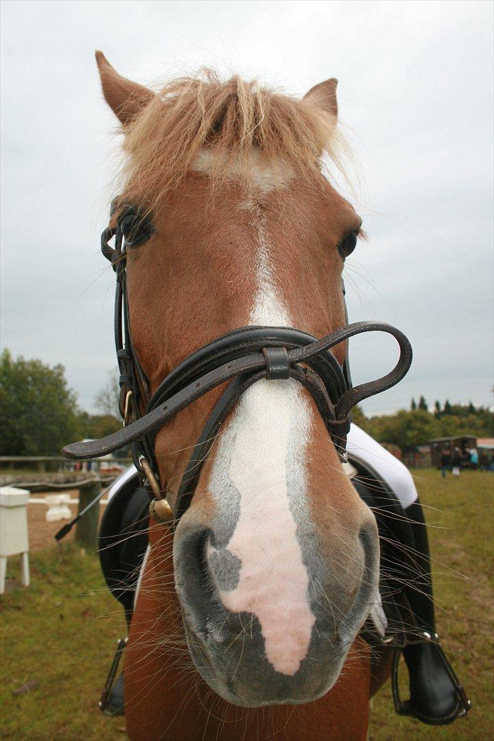 Pinto Indy Girl [tidl. Hest] - min sure søde pony billede 3