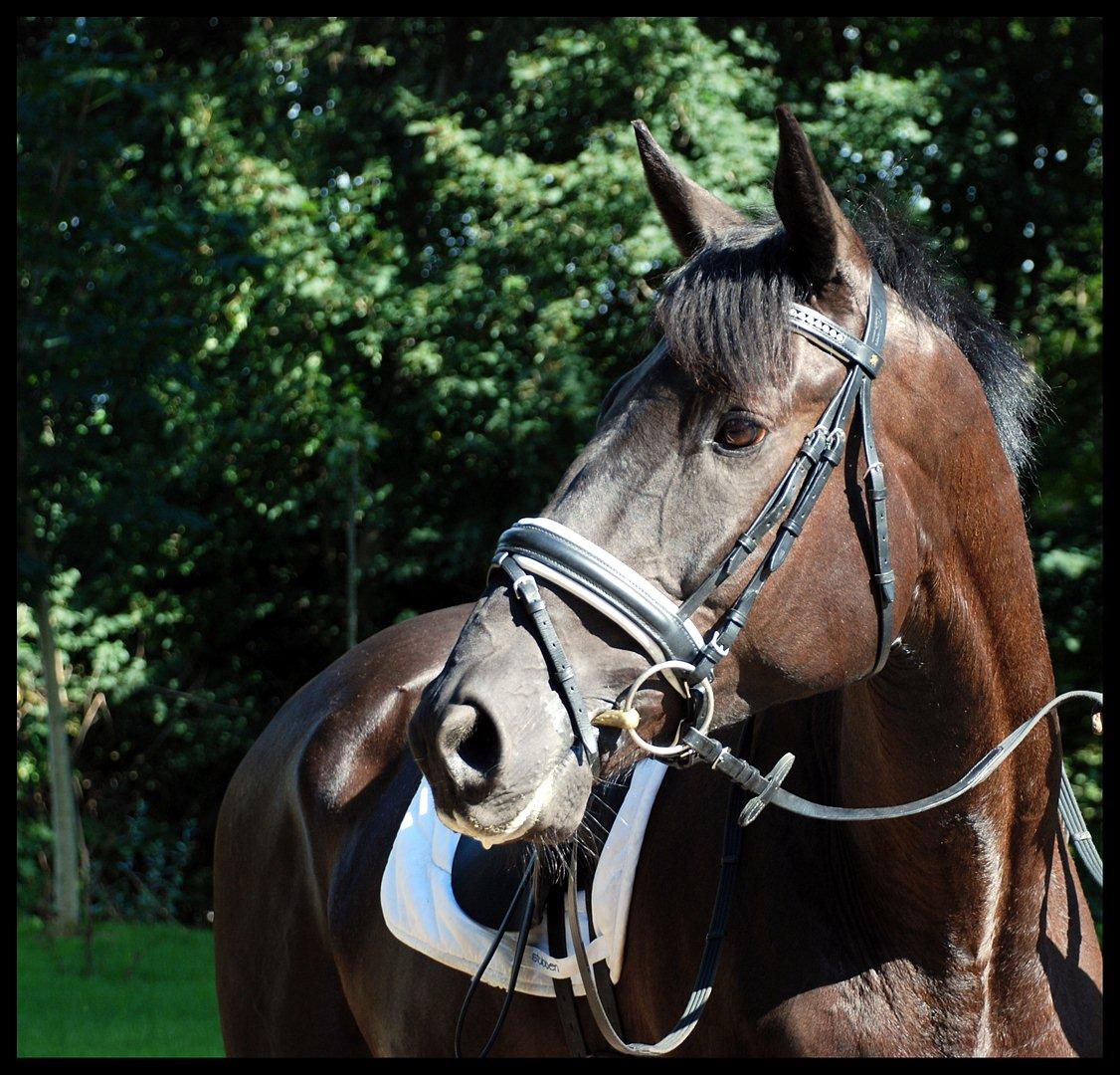 Trakehner  Izzo (1220) af Gadebjerg billede 18