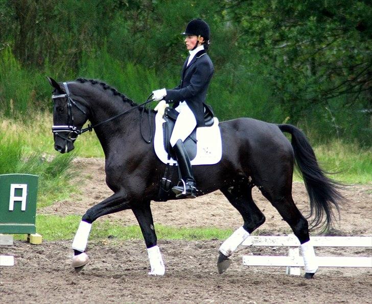 Trakehner  Izzo (1220) af Gadebjerg - Tanja Rusovic, LA1 til 68,07, hans trejde stævne.
Billedet er taget af kent  billede 19