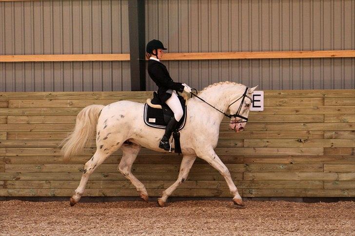 Knabstrupper Gelsådalens Zorro - Foto: Pia Lind billede 8