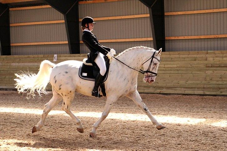 Knabstrupper Gelsådalens Zorro - Foto: Pia Lind billede 19