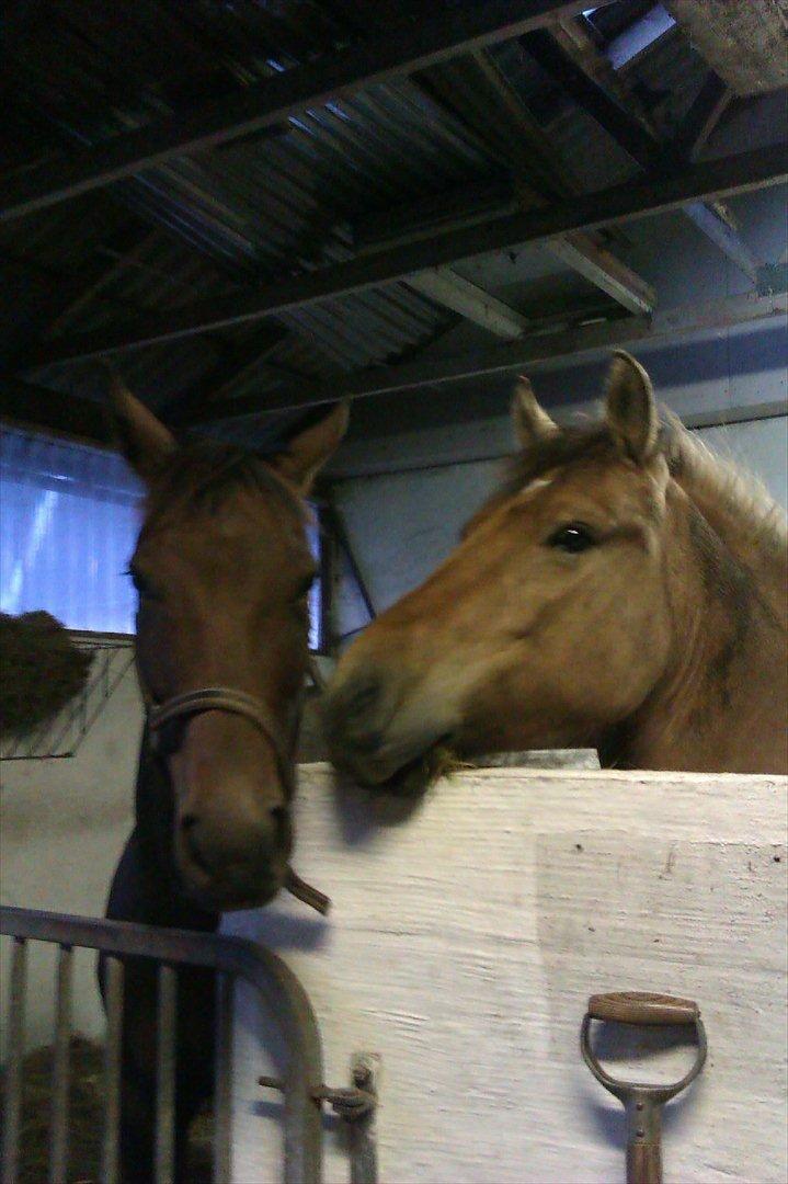 Anden særlig race B.S - første gang han mødte Trinity.
 billede 2