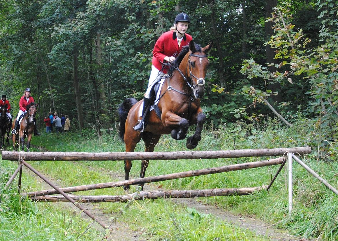 Holstener Møldams Columbus - vores første jagt :)  ved Hagenskov 2011 :) Foto - Kathrine Frosted billede 4