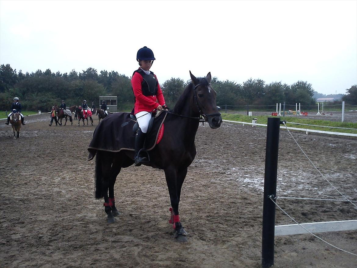 Hollandsk Sportspony R.I.P Black Lady  <3 billede 11