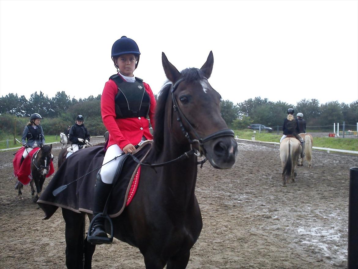 Hollandsk Sportspony R.I.P Black Lady  <3 billede 12