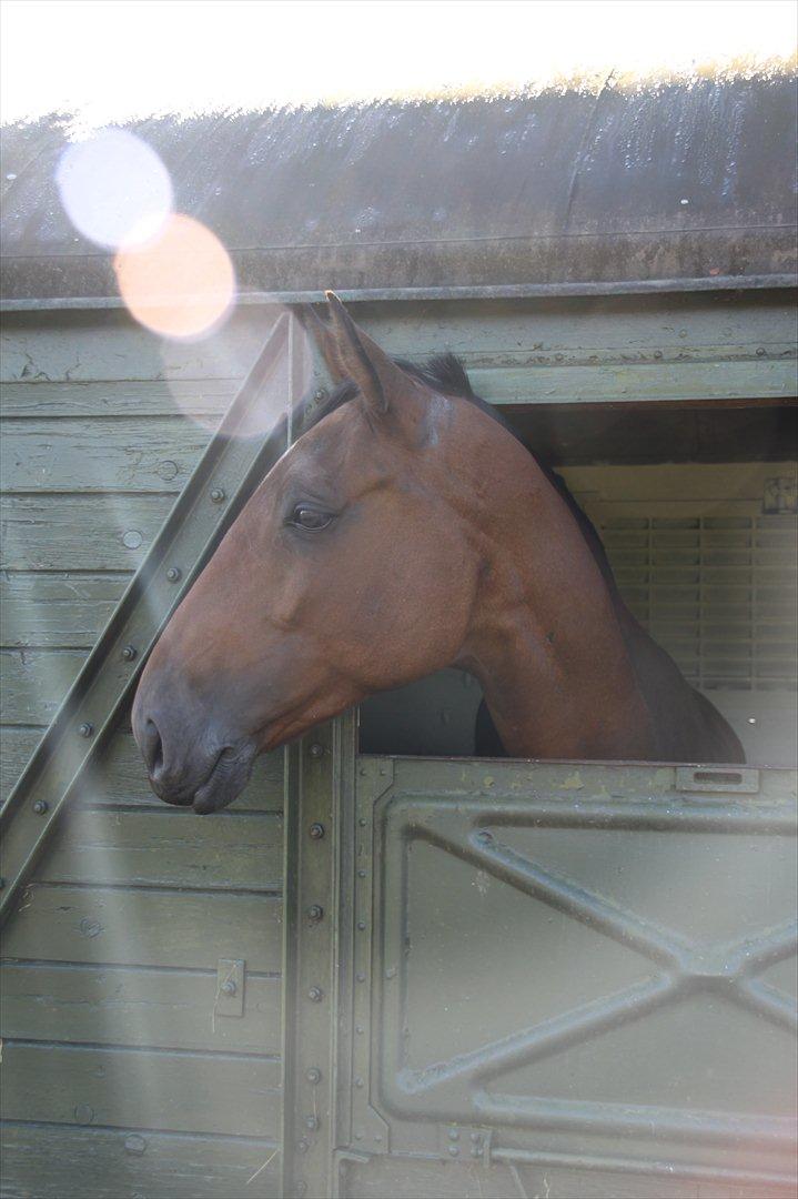 Holstener Møldams Columbus - Min "lille" solstråle :P billede 7