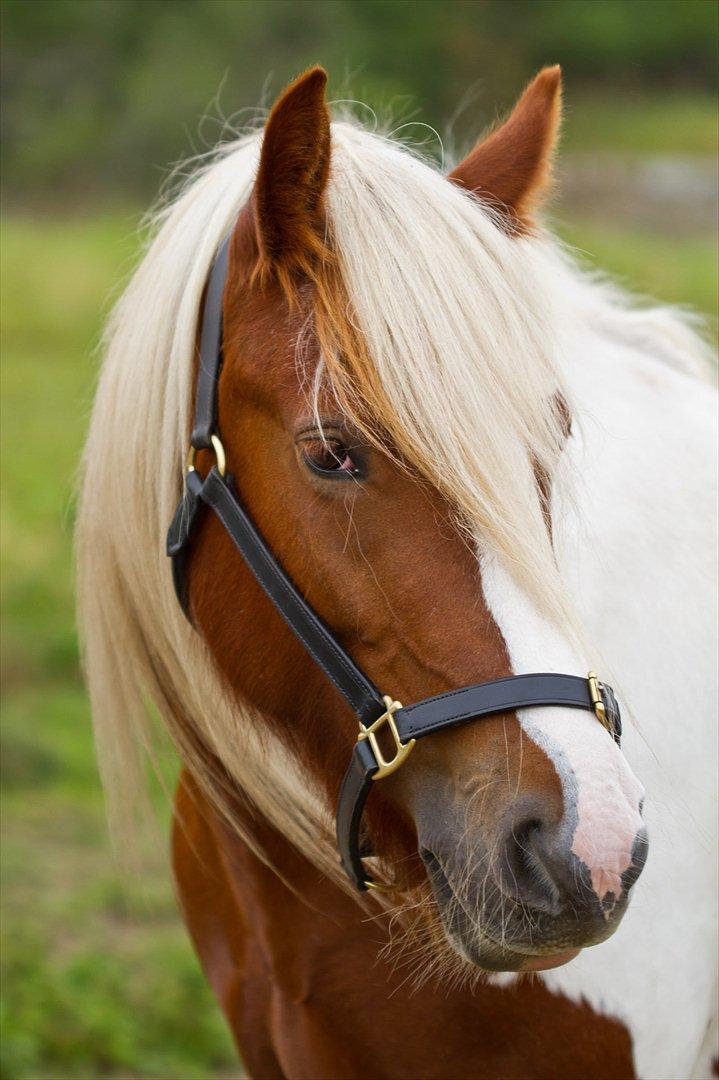 Irish Cob Lady O´Shye Light (Blondie)(Himmelhest) - Vores super dejlige smukke Blondie! billede 1