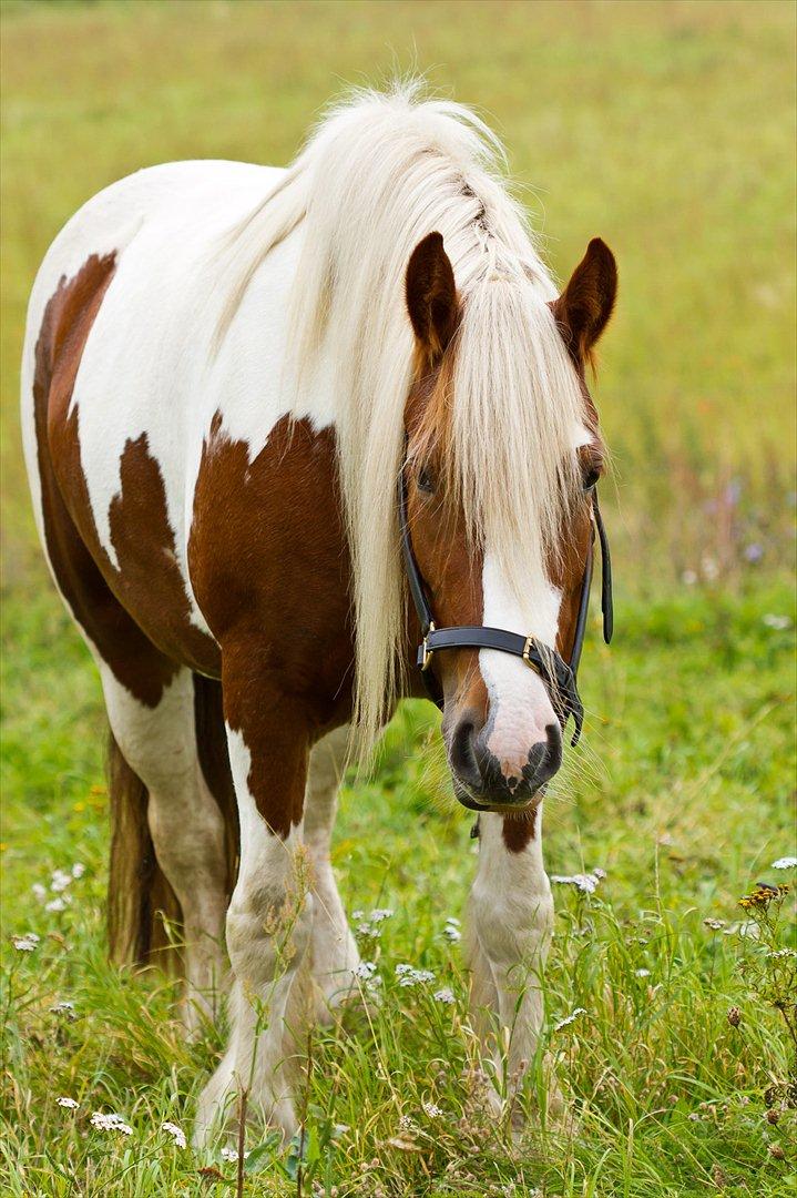 Irish Cob Lady O´Shye Light (Blondie)(Himmelhest) billede 2