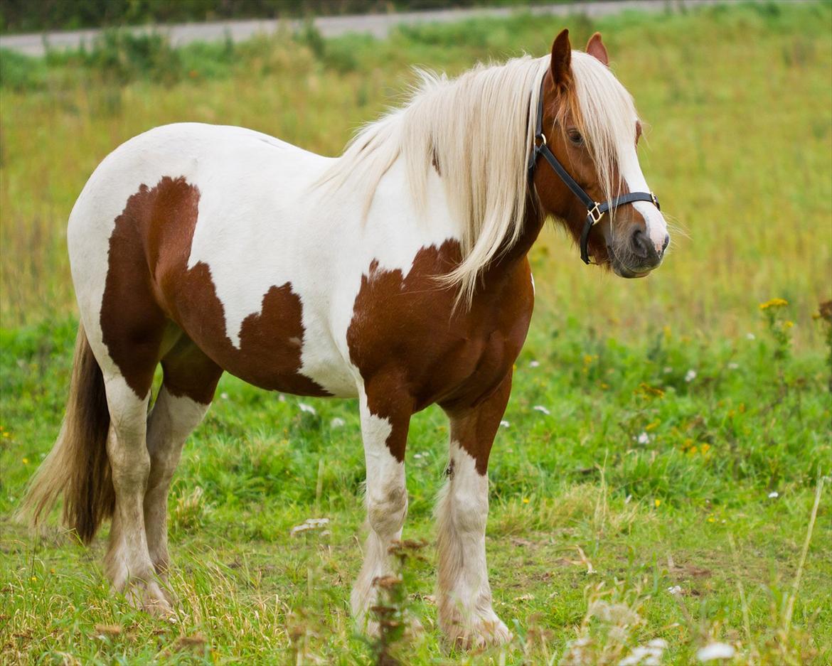 Irish Cob Lady O´Shye Light (Blondie)(Himmelhest) billede 3