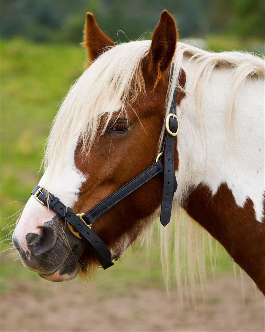 Irish Cob Lady O´Shye Light (Blondie)(Himmelhest) billede 5