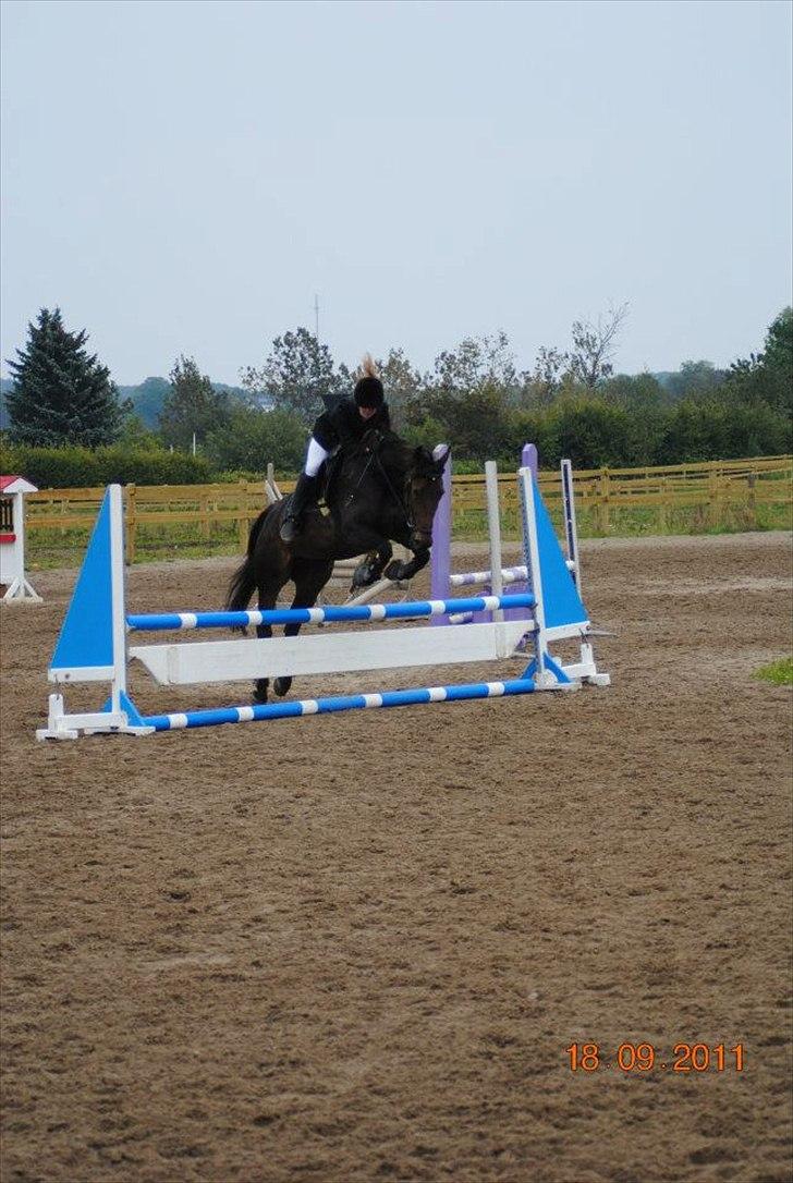 Anden særlig race Liva the Diva *R.I.P.* billede 17