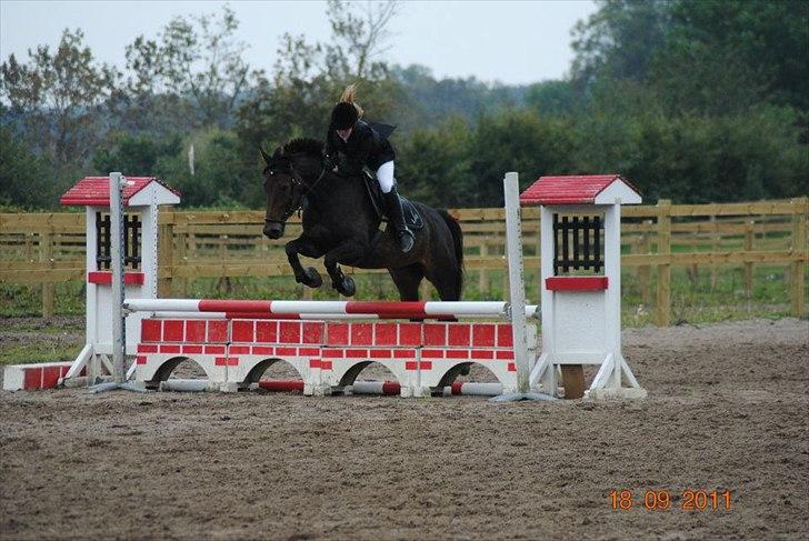 Anden særlig race Liva the Diva *R.I.P.* billede 18