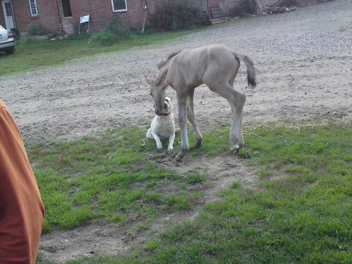 Anden særlig race Nygaards Baron S. - Hilser på hunden for første gang billede 6