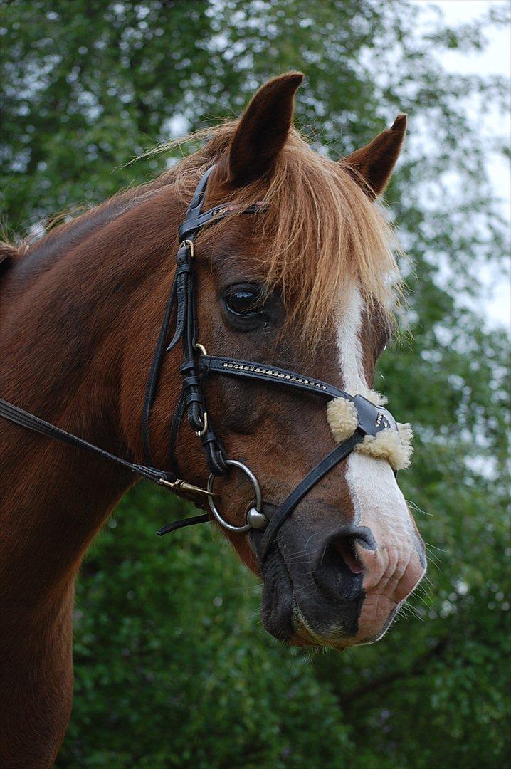 Anden særlig race Krumme  - Smukke'Krumme ~ 23. maj 
Fotograf: Cathrine billede 2