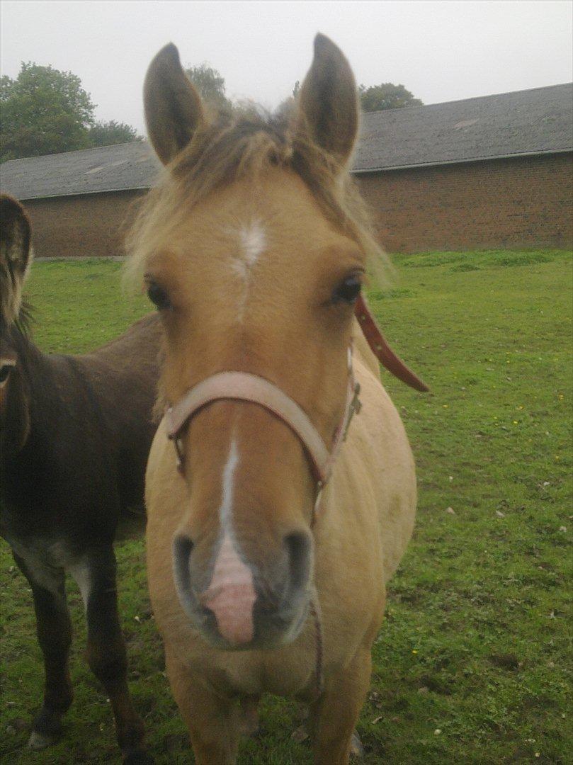 Anden særlig race Picasso billede 6