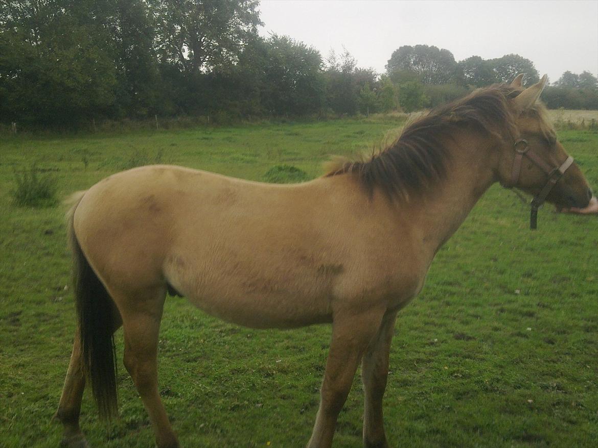 Anden særlig race Picasso billede 8