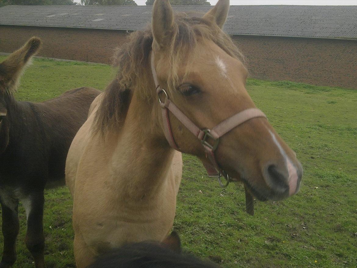 Anden særlig race Picasso billede 9